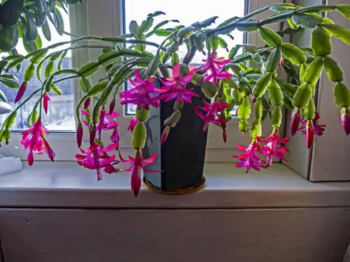 Charming Christmas Cactus