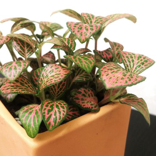 Beautiful Fittonias for decor