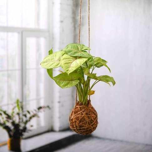Kokedama Moss Ball