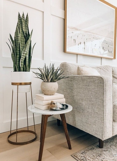 Snake Plant in a Corner 2