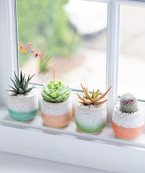 Succulent Windowsill Ideas Cute Little Planters