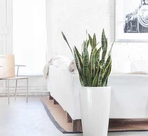 Snake Plant in a Corner 3