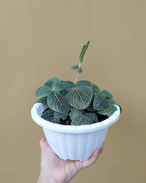 Most Beautiful Fittonias