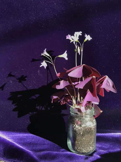 Indoor Plants You Can Grow in Jars and Bottles 6