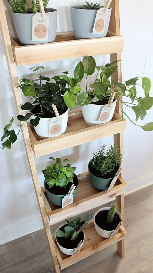 Indoor Ladder Garden