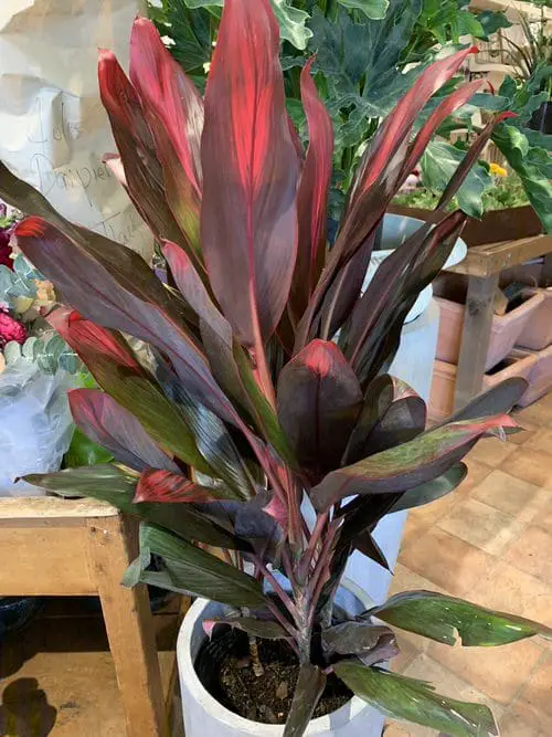 Variegated Versions of Most Popular Houseplants 60