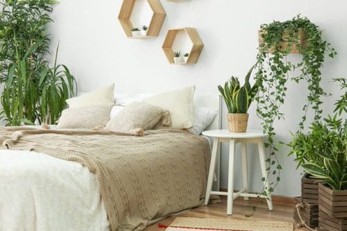 Pin Worthy Houseplant Pictures 12