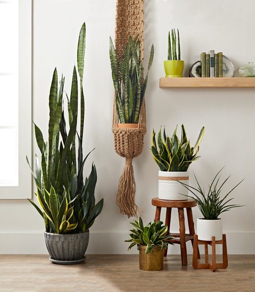 Snake Plant in a Corner 4