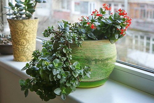 Kalanchoe in a Beautiful Green Planter
