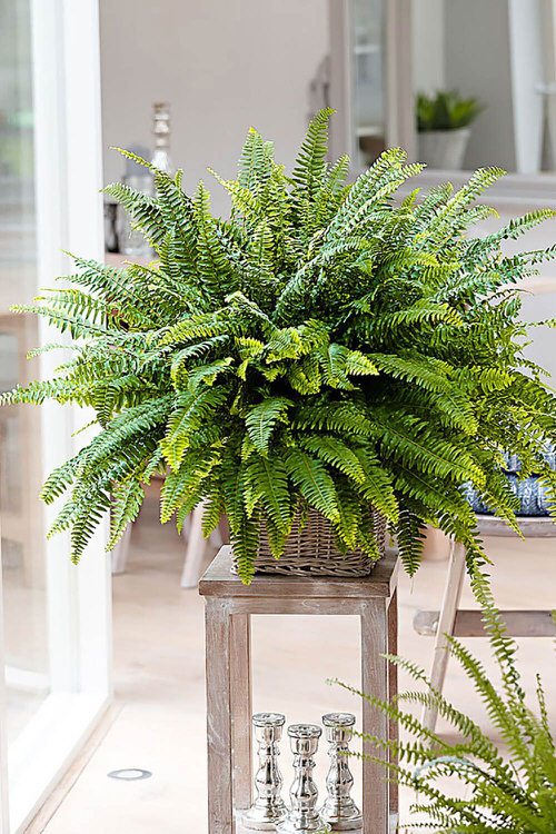 Window Facing Indoor Plant 02