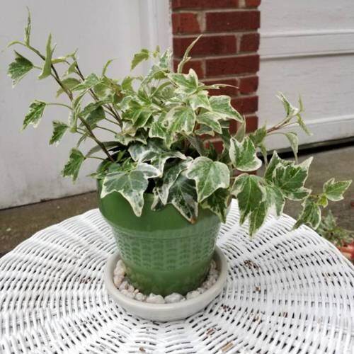 Variegated Versions of Most Popular Houseplants 63