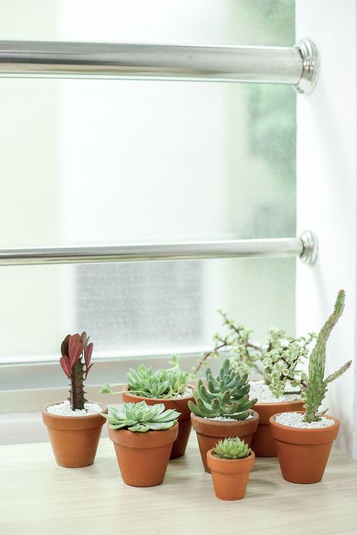 Succulent Windowsill Ideas A Group of Cacti and Succulents