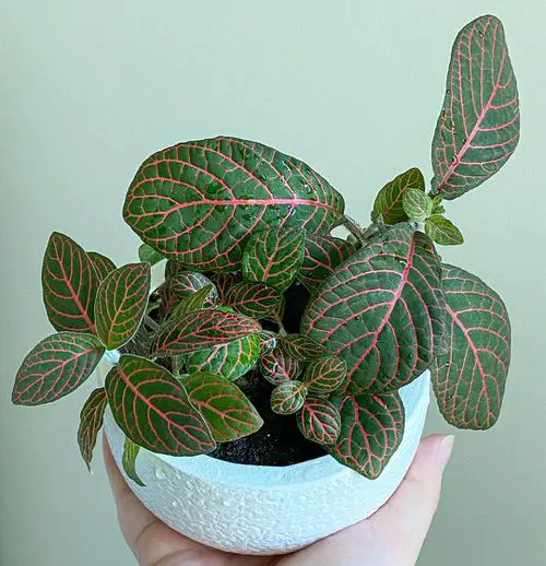 Most Beautiful Fittonias
