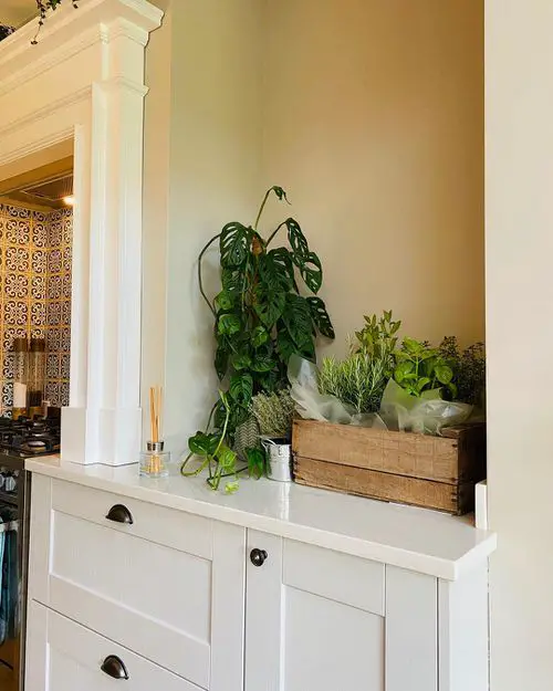 Indoor Herb Garden on Instagram 11