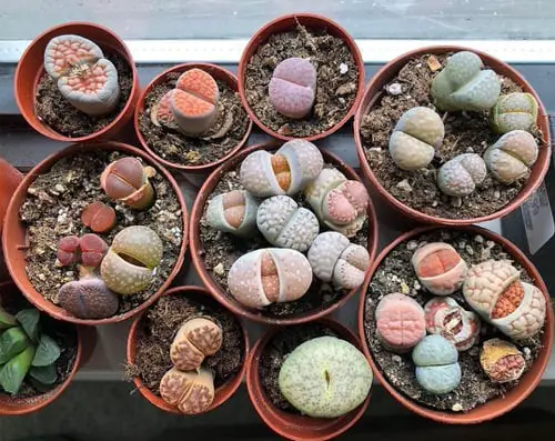 Lithops in Pots