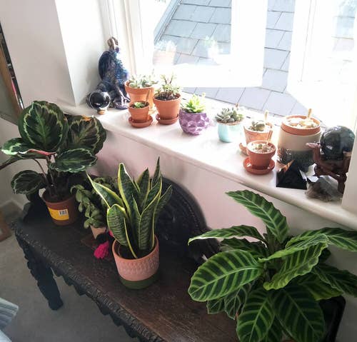 Mini Succulents with Variegated Plants