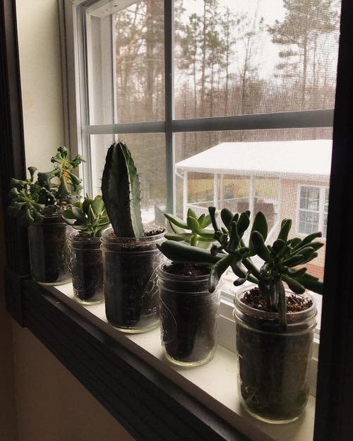 Cactus and Succulents