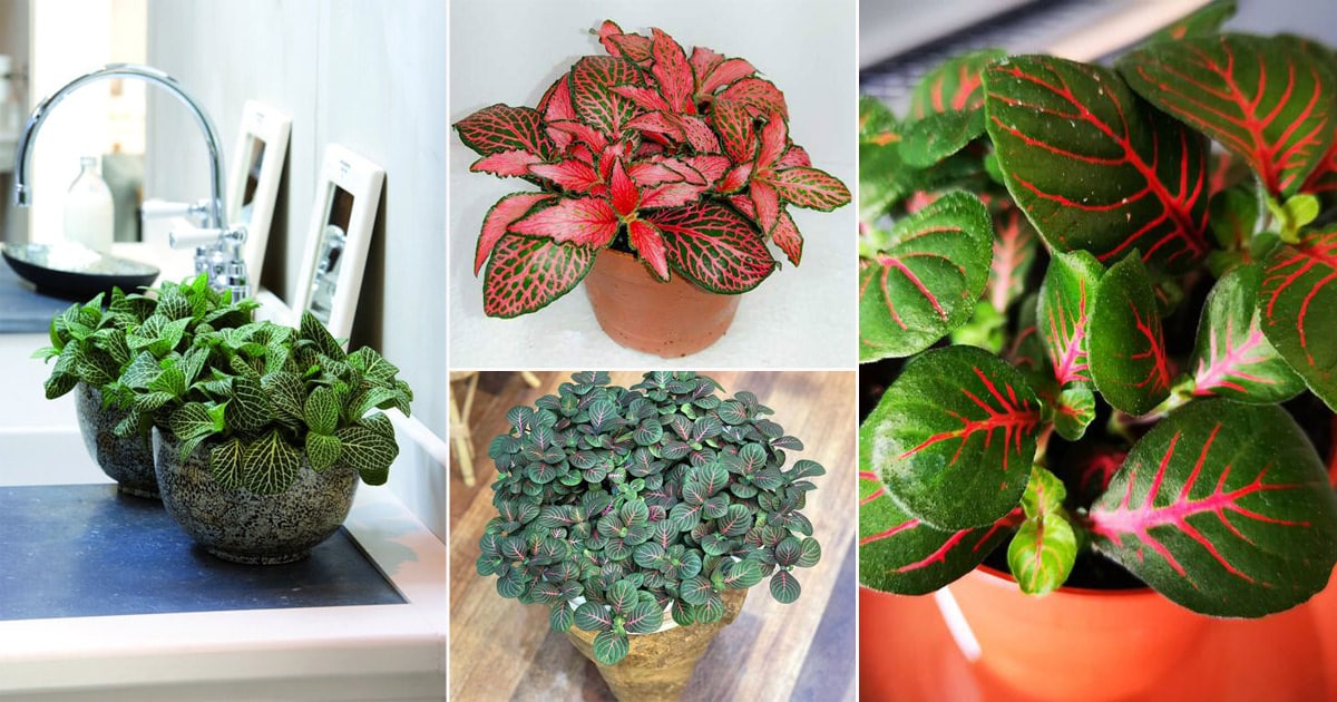 24 Most Beautiful Fittonia Types | Nerve Plant Varieties