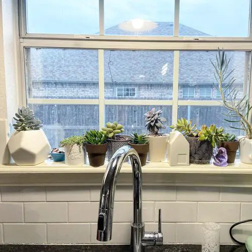 Succulents on a Kitchen Window