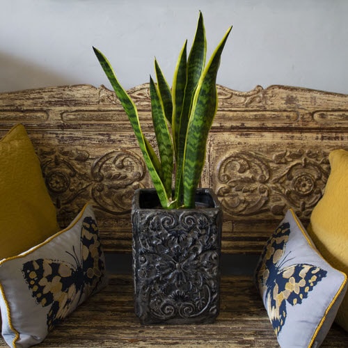 Snake Plant hanging ideas 4