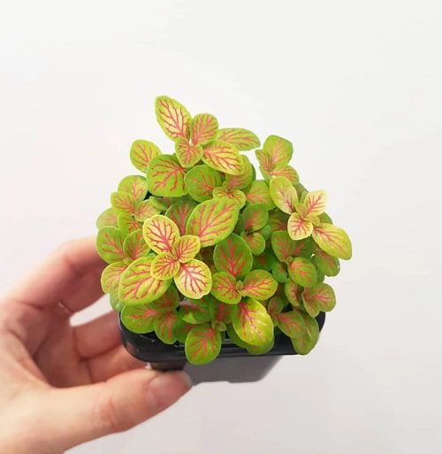 Beautiful Fittonias