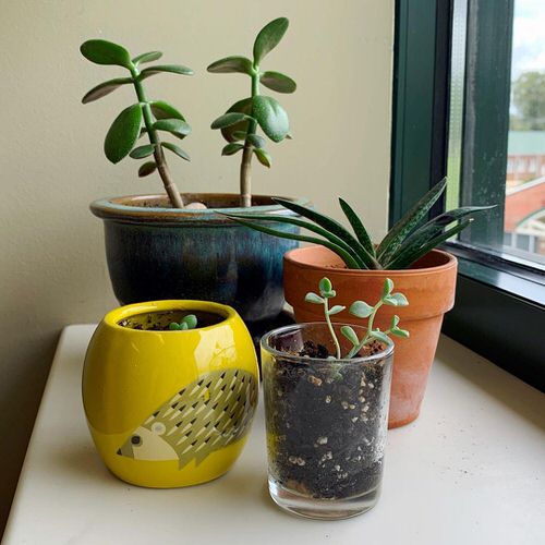 Jade in Different Pots