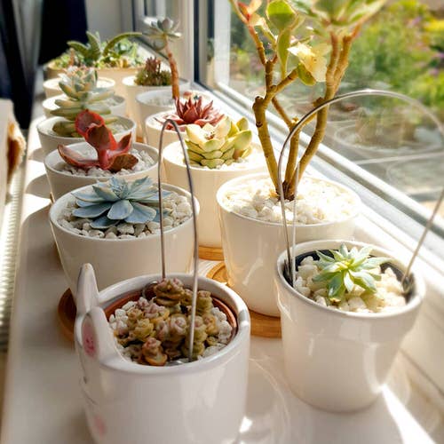Display them in White Planters