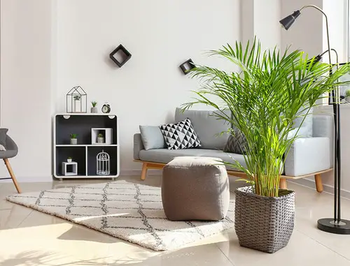 Pin Worthy Houseplant Pictures 7