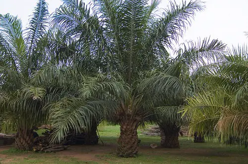 Types of Palm Plants 15