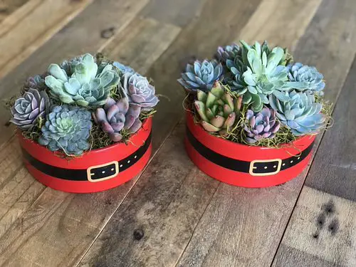 Succulents in Red Bowls