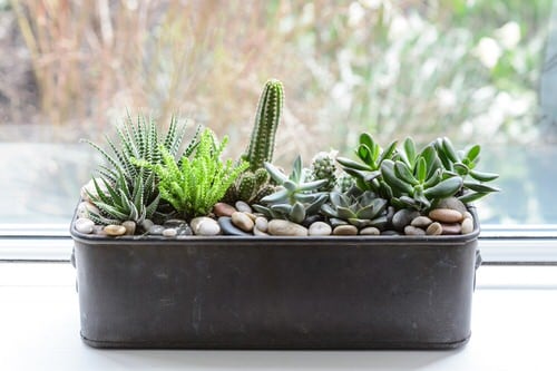 Succulents and Cacti in a Box