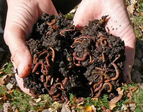 DIY Soil Tests You Can Perform at Home 2