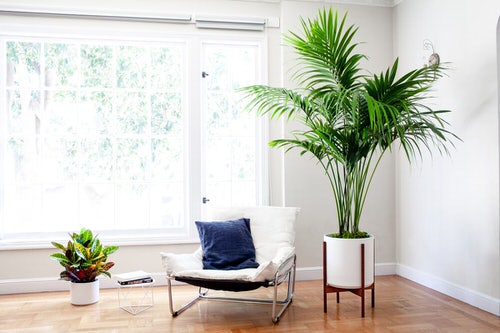 Types of Palm Plants 2