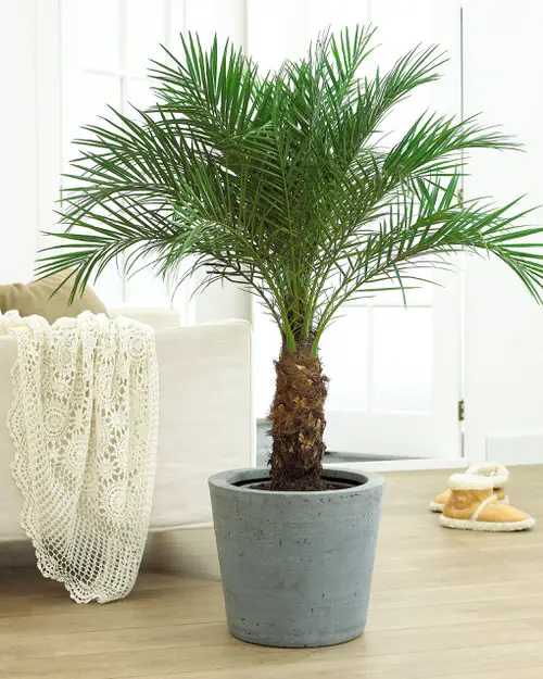 Best Dwarf Palms 2