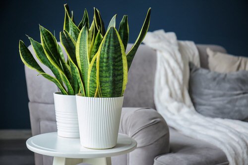 Indoor Plants for North Facing Window 2