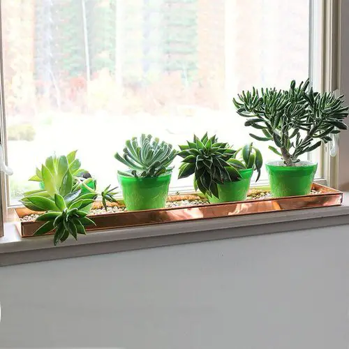 Succulents on Brass Plate in Green Pots