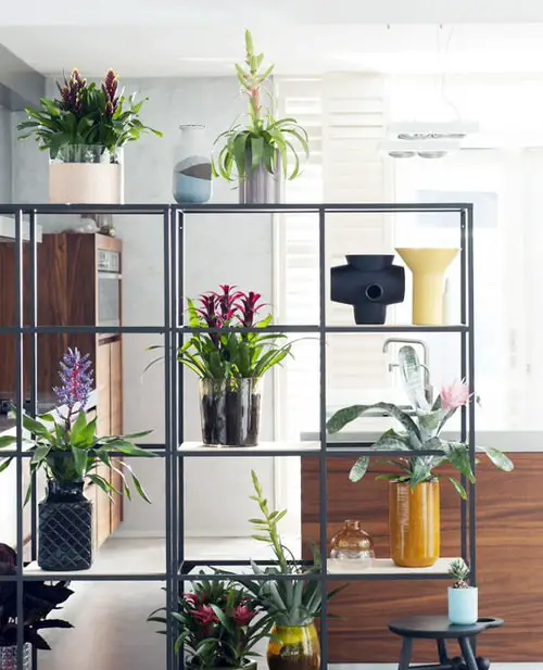 Tropical Indoor Plants Pictures and Ideas from Instagram 2