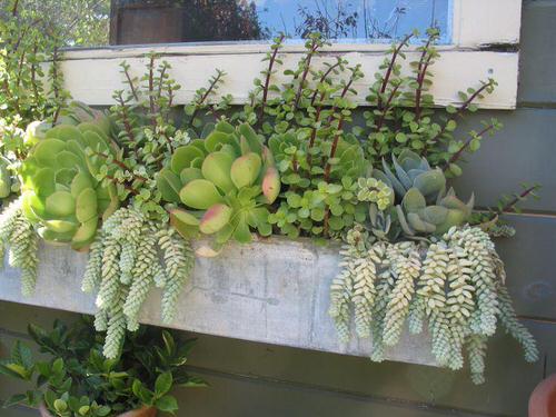 Succulent Window Box Ideas 2