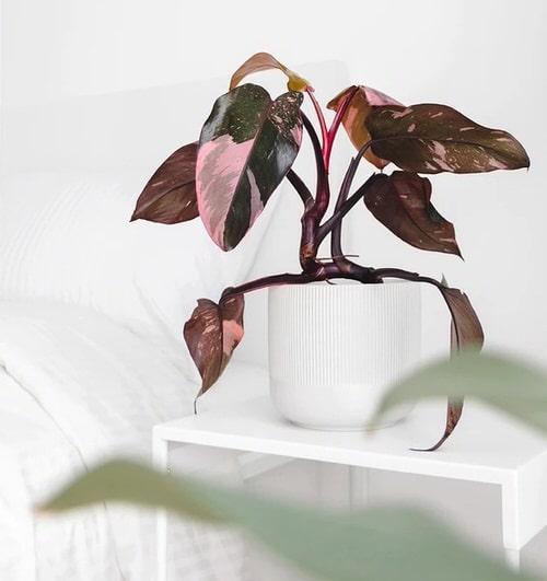 Window Facing Indoor Plant 04