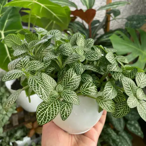 Beautiful Fittonias