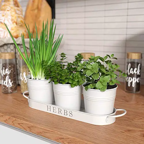 Indoor Herb Garden on Instagram 22