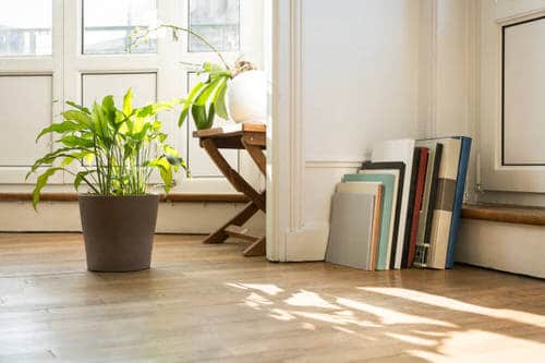 Pin Worthy Houseplant Pictures 21