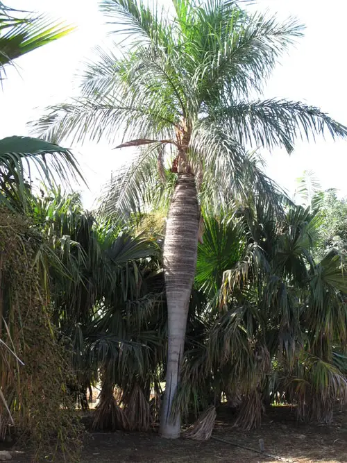 Types of Palm Plants 22