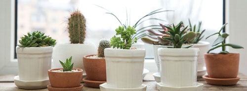 Pair them With Colorful Pots