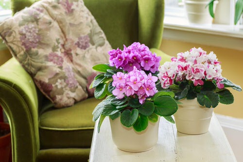 African Violet in Pots