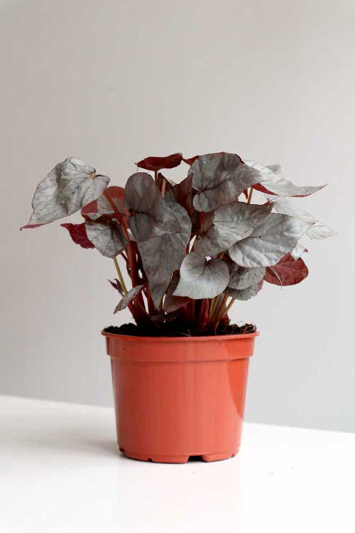 Bronze Leaf Houseplants 3