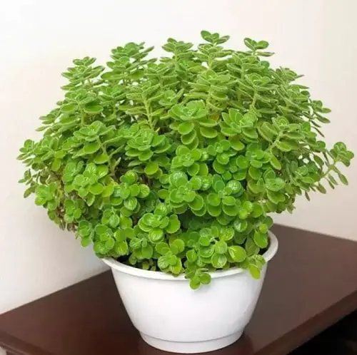 Growing an Indoor Pizza Garden 3