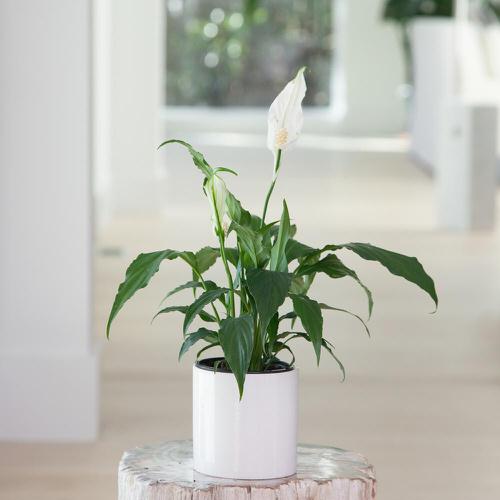 Indoor Plants for North Facing Window 3