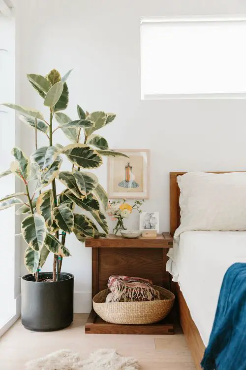 Best Tall Houseplants with Patterns 3