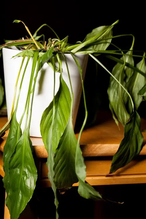 Wilting Plant and Smaller Leaves